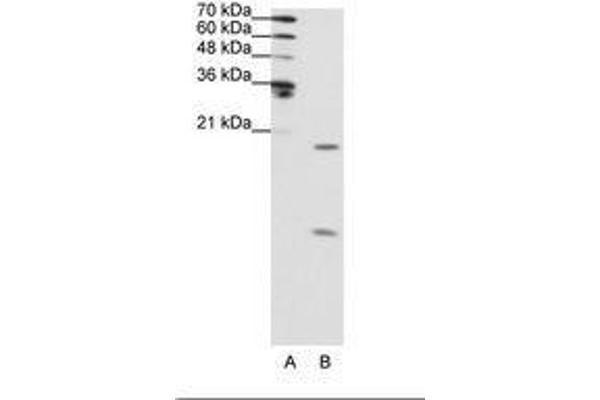 SNRPF antibody  (N-Term)
