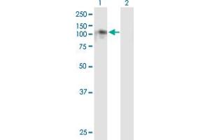 Western Blot analysis of NDST4 expression in transfected 293T cell line by NDST4 MaxPab polyclonal antibody. (NDST4 antibody  (AA 1-872))