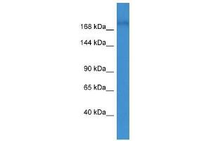 GRLF1 antibody used at 0. (GRLF1 antibody  (N-Term))
