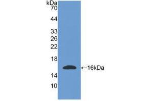 Western blot analysis of recombinant Mouse OGN.
