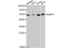 Western blot analysis of extracts of various cell lines, using RBBP4 antibody. (Retinoblastoma Binding Protein 4 antibody  (AA 1-425))