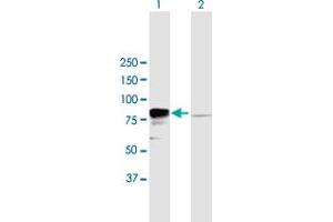 Western Blot analysis of EWSR1 expression in transfected 293T cell line by EWSR1 MaxPab polyclonal antibody. (EWSR1 antibody  (AA 1-656))