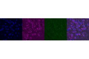 Immunohistochemistry (IHC) image for anti-Kv Channel Interacting Protein 2 (KCNIP2) antibody (ABIN7456223) (KCNIP2 antibody)