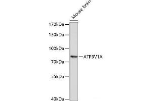 Western blot analysis of extracts of Mouse brain using ATP6V1A Polyclonal Antibody at dilution of 1:1000. (ATP6V1A antibody)