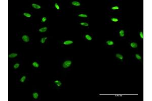 Immunofluorescence (IF) image for anti-Apurinic/Apyrimidinic Endonuclease 1 (APEX1) (AA 1-318) antibody (ABIN947565)