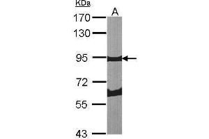 WB Image Sample (30 ug of whole cell lysate) A:NIH-3T3 7. (Periostin antibody  (C-Term))