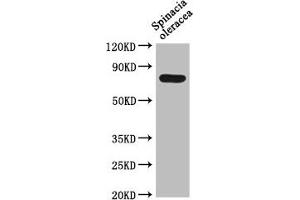 Western Blot Positive WB detected in: Spinacia oleracea leaf tissue All lanes: DEG15 antibody at 1:1000 Secondary Goat polyclonal to rabbit IgG at 1/50000 dilution Predicted band size: 77 kDa Observed band size: 77 kDa