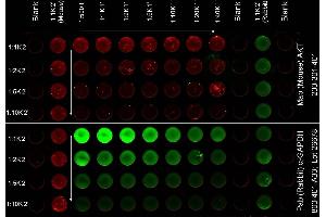 ELISA of Mouse Anti-AKT Antibody. (AKT1 antibody  (C-Term))