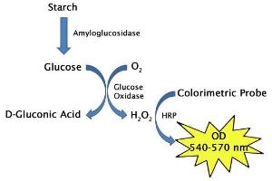 Starch Assay Principle (Starch Assay Kit (Colorimetric))