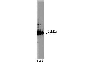 Western blot analysis of GST-pi on a HeLa cell lysate (Human cervical epitheloid carcinoma, ATCC CCL-2.