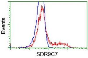 HEK293T cells transfected with either RC210941 overexpress plasmid (Red) or empty vector control plasmid (Blue) were immunostained by anti-SDR9C7 antibody (ABIN2453629), and then analyzed by flow cytometry. (SDR9C7 antibody)