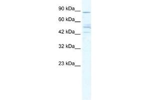 CHRNB2 antibody used at 5 ug/ml to detect target protein. (CHRNB2 antibody)