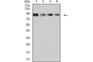 Western blot analysis using KDM1A mouse mAb against K562 (1), SW480 (2), Jurkat (3), and Hela (4) cell lysate.