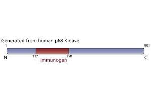 Image no. 4 for anti-Eukaryotic Translation Initiation Factor 2-alpha Kinase 2 (EIF2AK2) (AA 117-250) antibody (ABIN968165) (EIF2AK2 antibody  (AA 117-250))