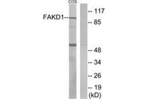 Western blot analysis of extracts from COS7 cells, using FAKD1 Antibody. (FASTKD1 antibody  (AA 561-610))