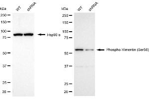 Western blotting analysis using phospho-vimentin (Ser56) antibody (ABIN7800834).