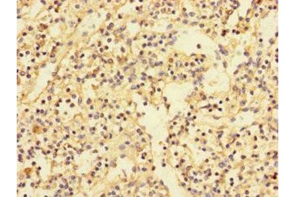 PDIK1L antibody  (AA 1-341)