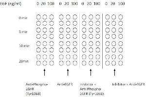 Example of how to seed cells for cell-based assay (EGFR ELISA Kit)