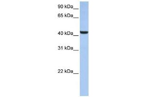 Western Blotting (WB) image for anti-beta-1,3-N-Acetylglucosaminyltransferase 7 (B3GNT7) antibody (ABIN2459256) (B3GNT7 antibody)