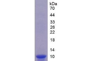 SDS-PAGE analysis of Mouse GDF10 Protein. (GDF10 Protein)