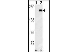 Western blot analysis of GCN2 (arrow) using GCN2 Antibody (N-term G11) (ABIN391197 and ABIN2841284). (GCN2 antibody  (N-Term))