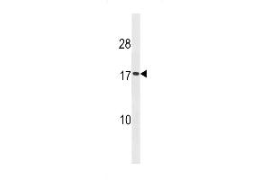 Western blot analysis in HepG2 cell line lysates (35ug/lane). (SEC11A antibody  (AA 95-123))
