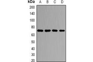 Western blot analysis of PRMT5 expression in HepG2 (A), Hela (B), NIH3T3 (C), PC12 (D) whole cell lysates. (PRMT5 antibody)
