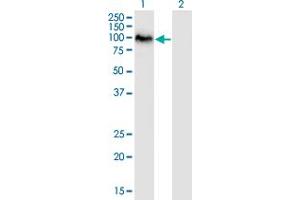 Western Blot analysis of SAFB2 expression in transfected 293T cell line by SAFB2 monoclonal antibody (M01), clone 4H3. (SAFB2 antibody  (AA 103-199))