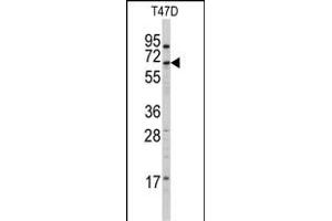 CYP4X1 antibody  (N-Term)