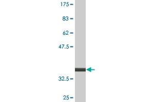 Western Blot detection against Immunogen (34. (MDFI antibody  (AA 33-110))