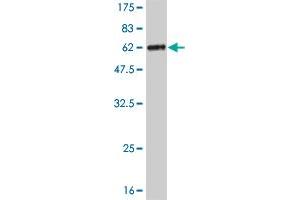 Western Blotting (WB) image for anti-Mediator Complex Subunit 7 (MED7) (AA 1-233) antibody (ABIN522896)