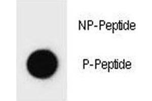 Dot blot analysis of phospho-ErbB2 antibody. (ErbB2/Her2 antibody  (pTyr1140))