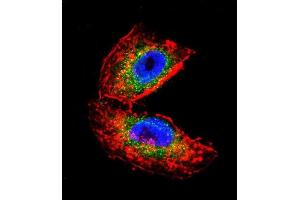 Confocal immunofluorescent analysis of ACHE Antibody (N-term) (ABIN392325 and ABIN2841973) with NCI- cell followed by Alexa Fluor 488-conjugated goat anti-rabbit lgG (green). (Acetylcholinesterase antibody  (N-Term))