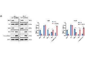 Depletion of SKA3 promotes apoptosis in HCC cells.