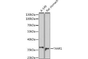 Western blot analysis of extracts of various cell lines, using T antibody (ABIN7270868) at 1:1000 dilution. (TAAR1 antibody  (AA 100-200))