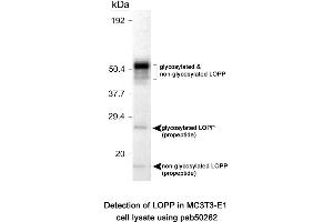 Image no. 1 for anti-Lysyl Oxidase Pro-Peptide (LOPP) (AA 78-115), (Internal Region) antibody (ABIN363571) (LOPP antibody  (Internal Region))