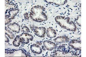 Image no. 1 for anti-Phenylethanolamine N-Methyltransferase (PNMT) antibody (ABIN1500314) (PNMT antibody)