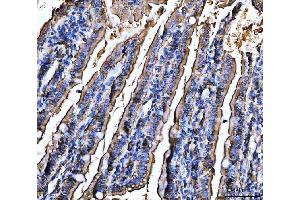 IHC analysis of CD13/Anpep using anti-CD13/Anpep antibody (ABIN7602222). (CD13 antibody  (AA 642-965))