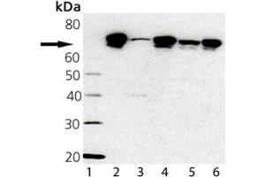 Western blot analysis of TRAP1 probed with TRAP1, mAb (9B6) : Lane 1: MWM, Lane 2: TRAP1 Recombinant Human Protein , Lane 3: HL-60 Cell Lysate, Lane 4: Hep G2 Cell Lysate, Lane 5: 3T3 Cell Lysate, Heat Shocked , Lane 6: HeLa Cell Lysate, Heat Shocked (TRAP1 antibody)