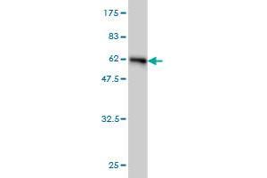 Western Blotting (WB) image for anti-Hematopoietically Expressed Homeobox (HHEX) (AA 1-270) antibody (ABIN561256)