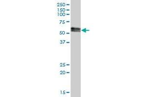 SUOX MaxPab polyclonal antibody. (SUOX antibody  (AA 1-488))