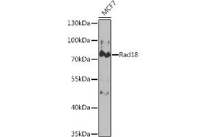 Western blot analysis of extracts of MCF7 cells, using Rad18 Rabbit pAb (ABIN6128610, ABIN6146629, ABIN6146631 and ABIN6221026) at 1:1000 dilution. (RAD18 antibody  (AA 216-495))