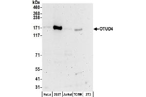 anti-OTU Domain Containing 4 (OTUD4) (AA 1063-1113) antibody