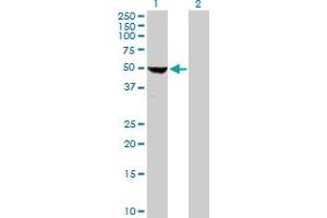 Western Blot analysis of COBRA1 expression in transfected 293T cell line by COBRA1 MaxPab polyclonal antibody. (COBRA1 antibody  (AA 1-475))