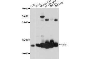 Western blot analysis of extracts of various cell lines, using HBG1 antibody (ABIN6293008) at 1:1000 dilution. (HBG1 antibody)
