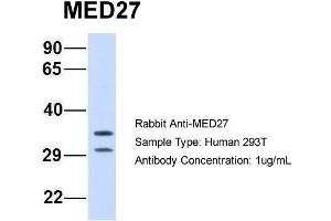 Western Blotting (WB) image for anti-Mediator Complex Subunit 27 (MED27) (Middle Region) antibody (ABIN2778099)
