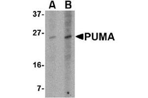 Western Blotting (WB) image for anti-BCL2 Binding Component 3 (BBC3) (AA 76-170) antibody (ABIN492520) (PUMA antibody  (AA 76-170))