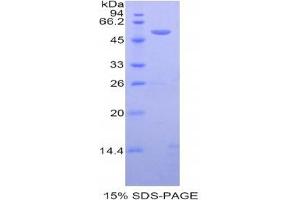 SDS-PAGE (SDS) image for Thyrotropin-Releasing Hormone (TRH) (AA 27-256) protein (His tag) (ABIN6236696)