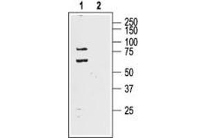 Western blot analysis of rat brain lysate: - 1. (KCND1 antibody  (C-Term, Intracellular))