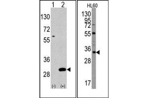 Image no. 2 for anti-Ubiquitin Domain Containing 1 (UBTD1) (C-Term) antibody (ABIN356630) (UBTD1 antibody  (C-Term))